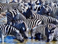 125Steppen-Zebras