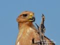 216Wahlbergs-Adler-Südafrika