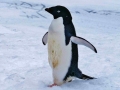 314Adeliepinguin-Antarktis