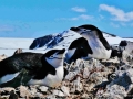 323brütende-Zügelpinguine-Antarktis
