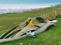 410Buckelwalgerippe-Falklandinseln