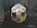 526Adabara-Riesenschildkröte
