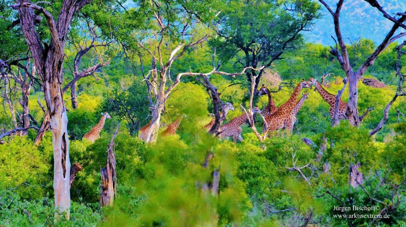 126Giraffentreffen-Südafrika
