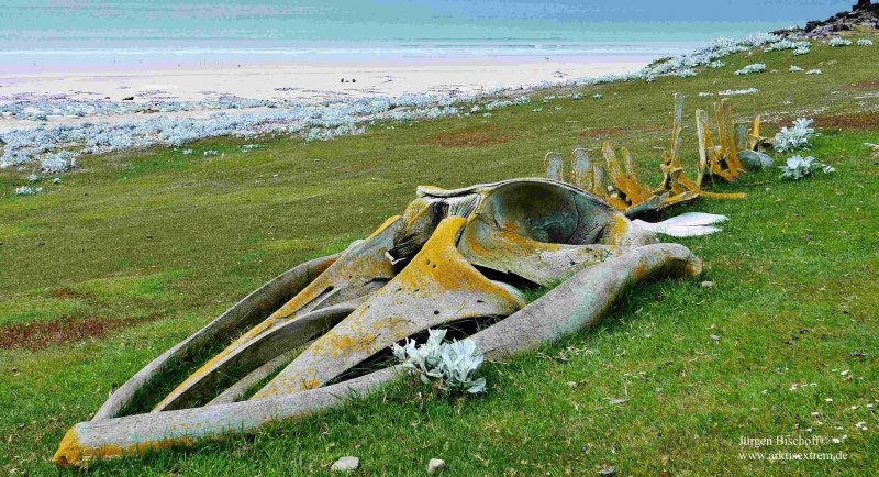 410Buckelwalgerippe-Falklandinseln