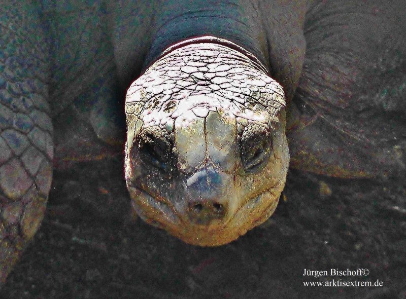 526Adabara-Riesenschildkröte