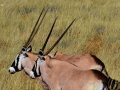 128Oryx-Antilope