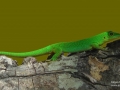 520Seychellen-Tag-Gecko